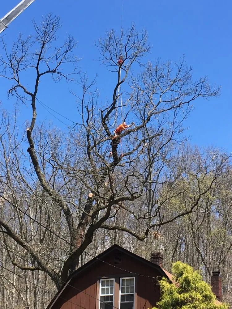 Top-rated yard maintenance experts serving Gibsonia, PA - North Hills Tree Service