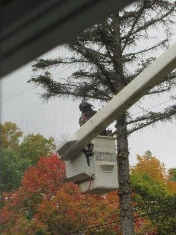 Top-rated residential landscaping near you in Gibsonia, PA by North Hills Tree Service