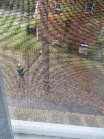 Expert garden landscaping for year-round maintenance across Gibsonia, PA - North Hills Tree Service