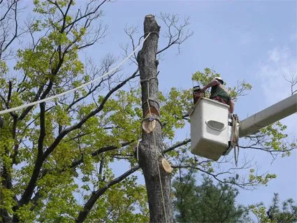 Reliable lawn care service for year-round maintenance across Gibsonia, PA - North Hills Tree Service