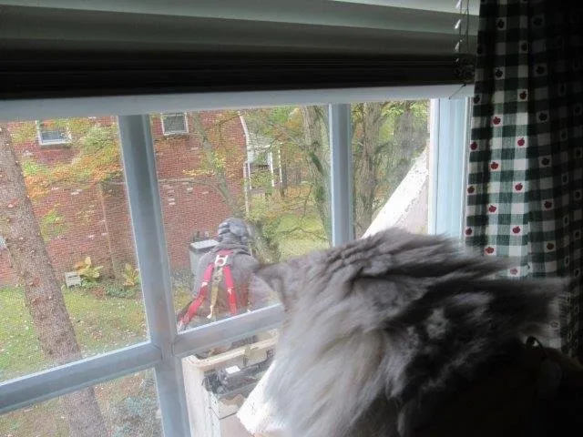 Trusted residential landscaping experts serving Gibsonia, PA - North Hills Tree Service