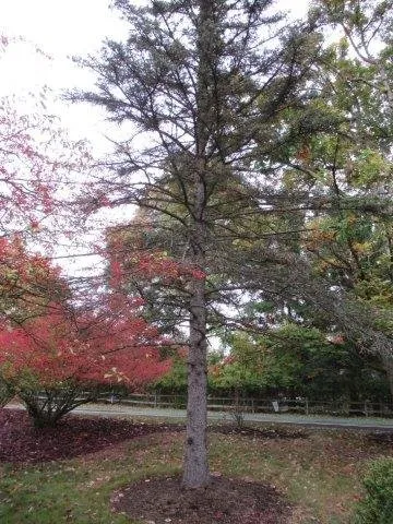 Reliable landscaping services experts serving Gibsonia, PA - North Hills Tree Service