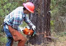 Top-rated landscape installation for year-round maintenance in Gibsonia, PA by North Hills Tree Service