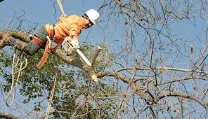 North Hills Tree Service