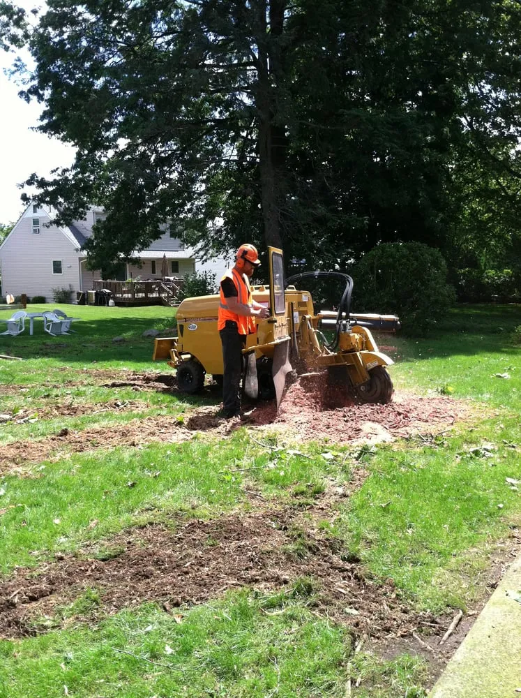 Expert yard cleanup service experts serving Wayne, NJ - North Jersey Tree Specialists