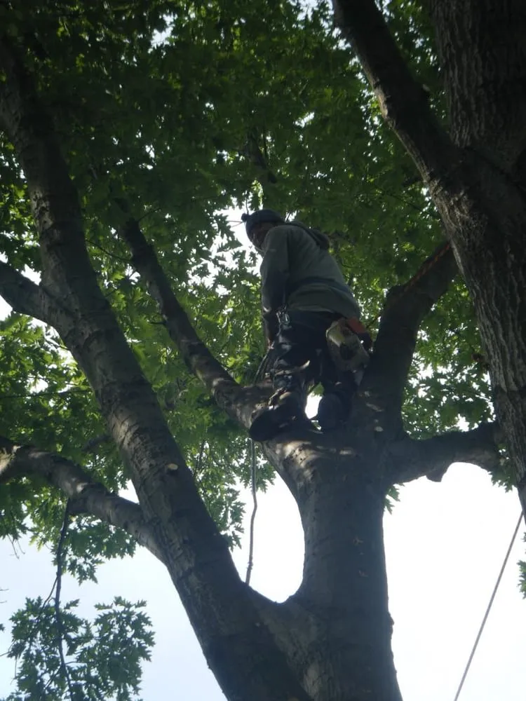 Expert lawn care service in Wayne, NJ by North Jersey Tree Specialists