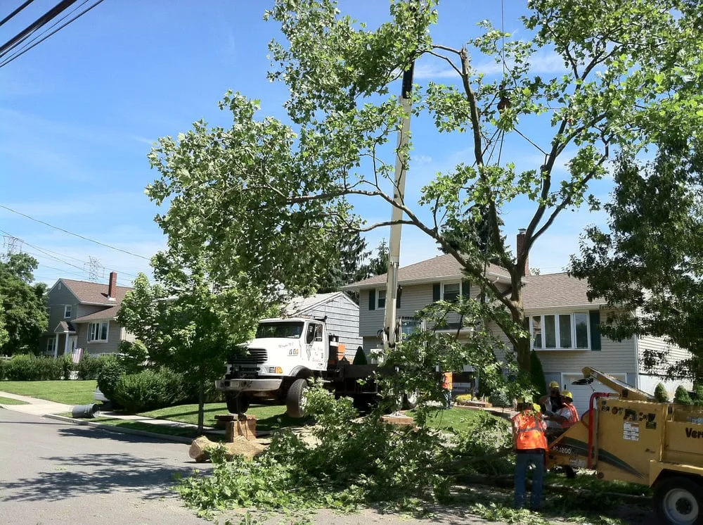 Local lawn mowing service in Wayne, NJ by North Jersey Tree Specialists