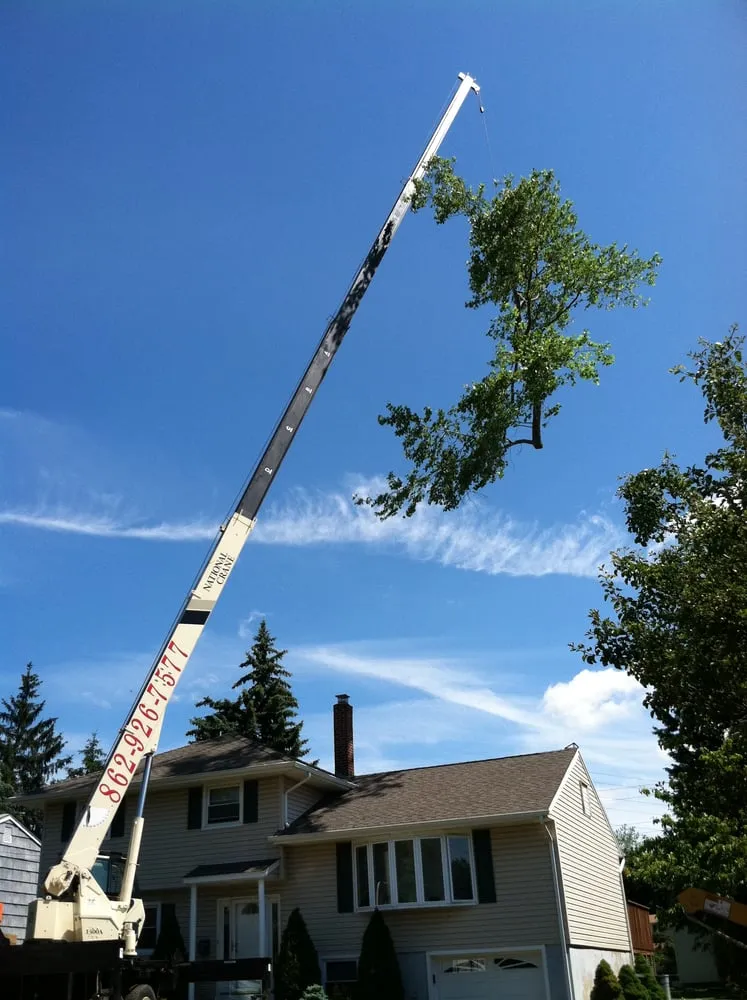 Local landscape design experts serving Wayne, NJ - North Jersey Tree Specialists