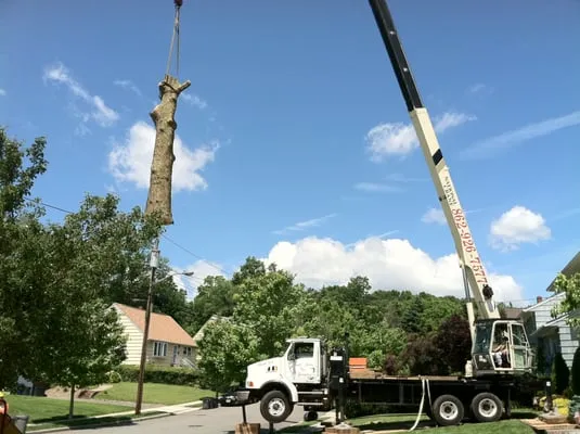North Jersey Tree Specialists Logo