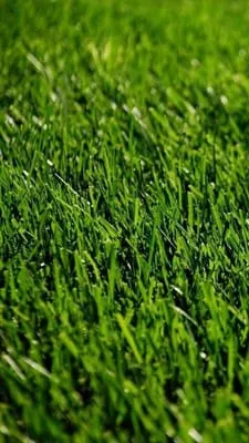 North Lakes Lawn