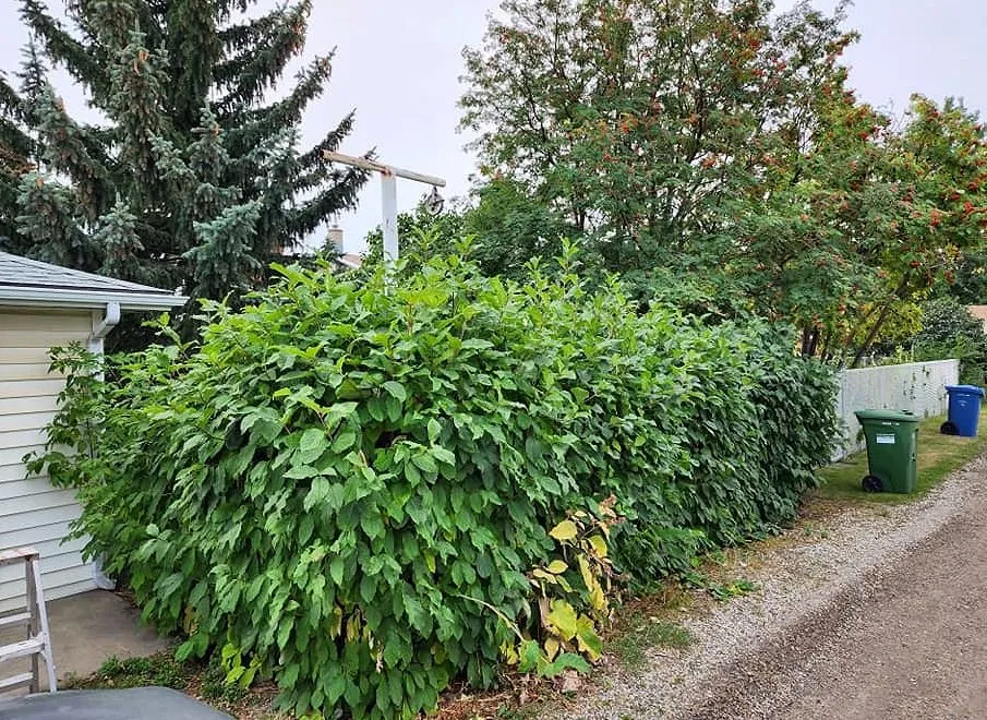 Custom landscape design experts serving Orlando, FL - North Orlando Lawn Care