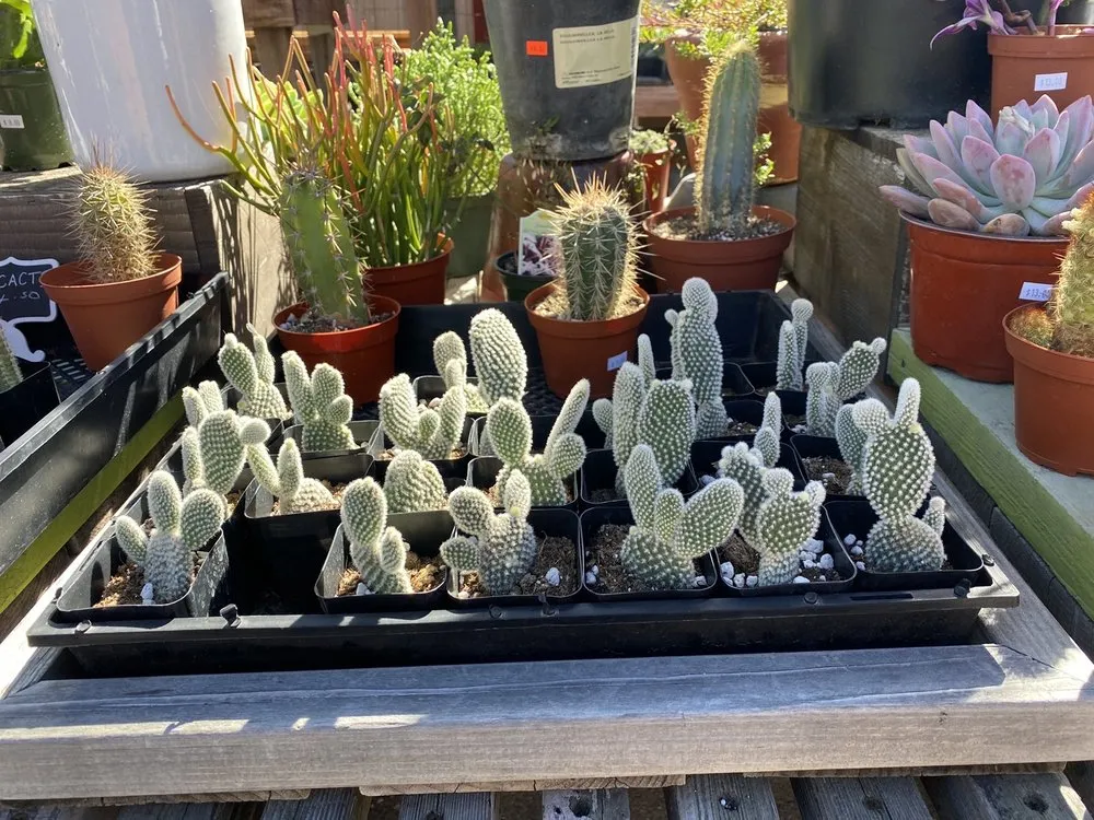 Expert yard cleanup service in San Diego, CA by North Park Nursery