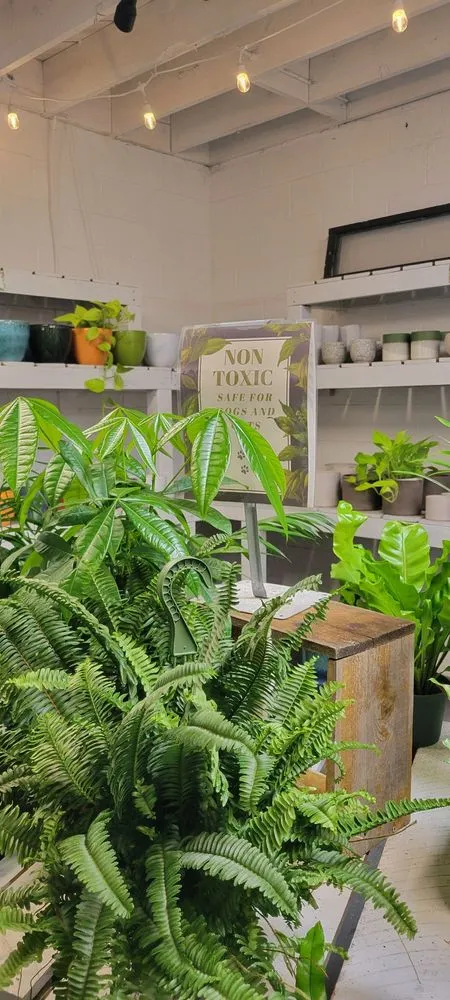 Top-rated yard maintenance for beautiful yards in San Diego, CA by North Park Nursery