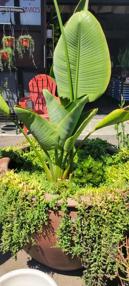 Expert residential landscaping for beautiful yards across San Diego, CA - North Park Nursery