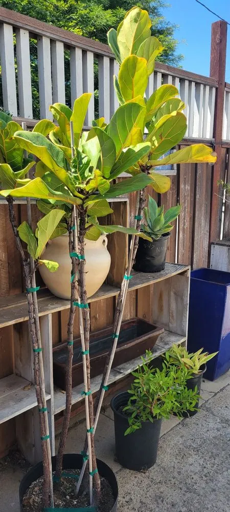 Expert landscape design in San Diego, CA by North Park Nursery