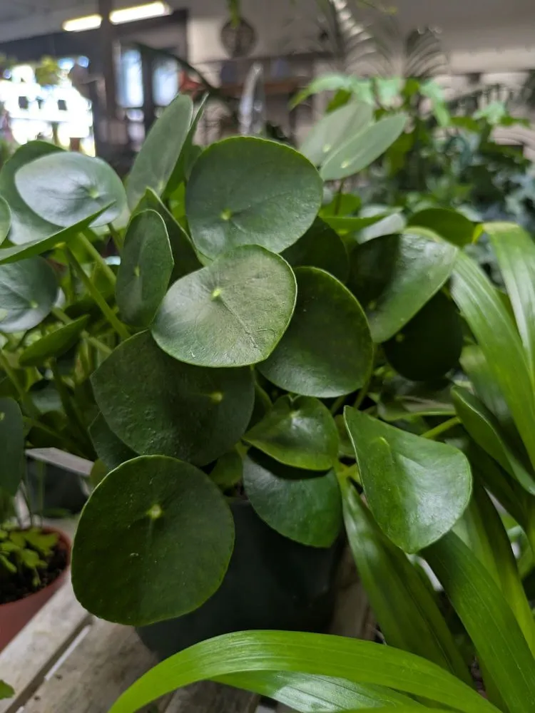 Professional garden landscaping experts serving San Diego, CA - North Park Nursery