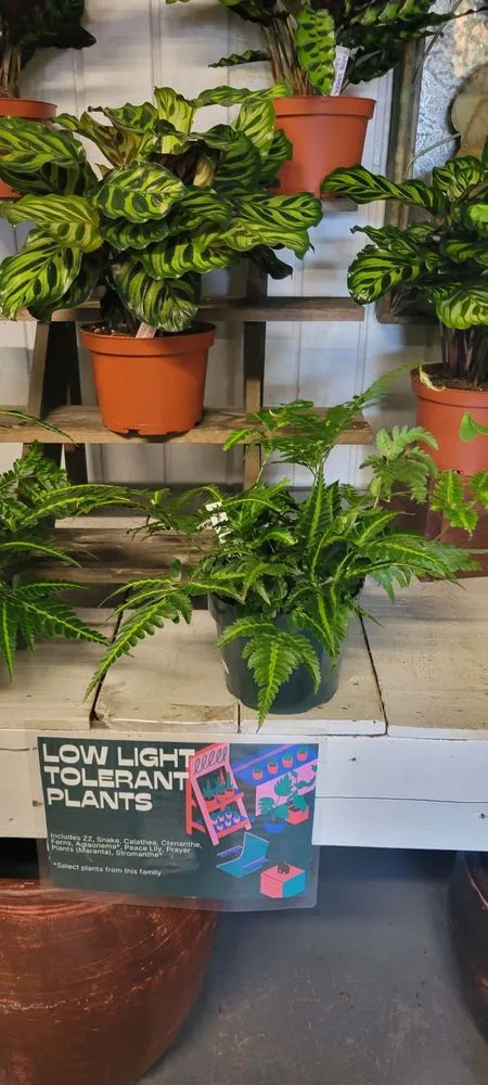 Top-rated outdoor landscaping in San Diego, CA by North Park Nursery