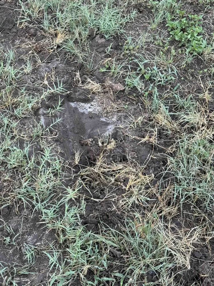 Local landscape design in Austin, TX by North Pearl Landscaping