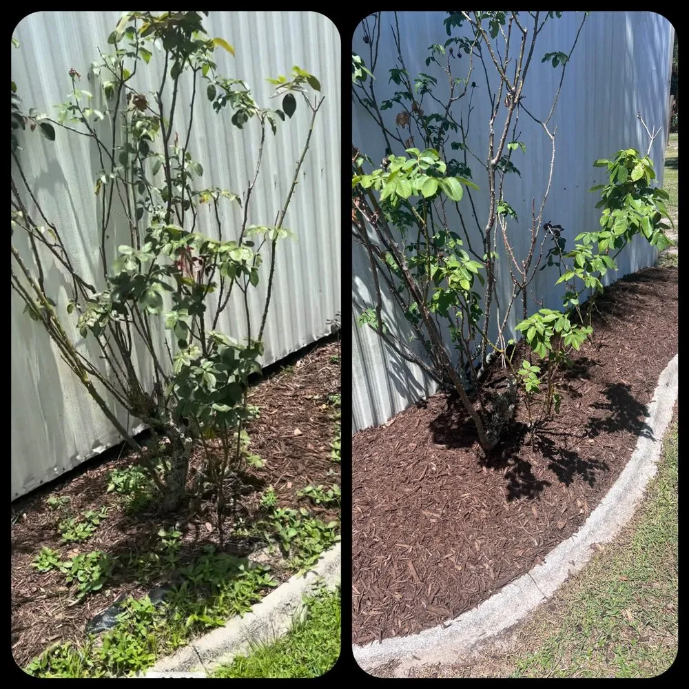 Custom yard cleanup service near you in North Port, FL by North Port Lawn & Landscaping Service