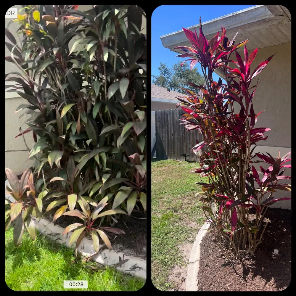 Custom outdoor landscaping experts serving North Port, FL - North Port Lawn & Landscaping Service