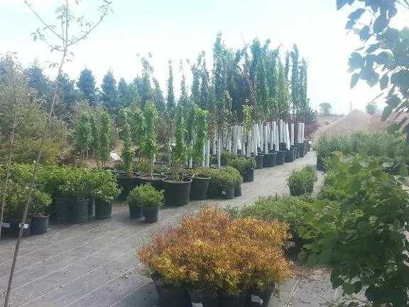 Top-rated lawn mowing service in Alamosa, CO - North River Greenhouse & Landscaping