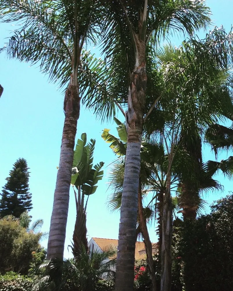 Top-rated lawn mowing service in Oceanside, CA by North SD Gardens