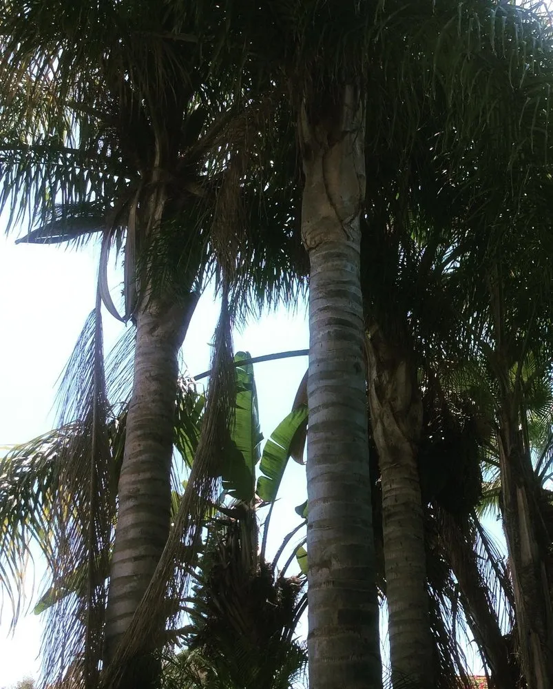 Custom residential landscaping in Oceanside, CA by North SD Gardens