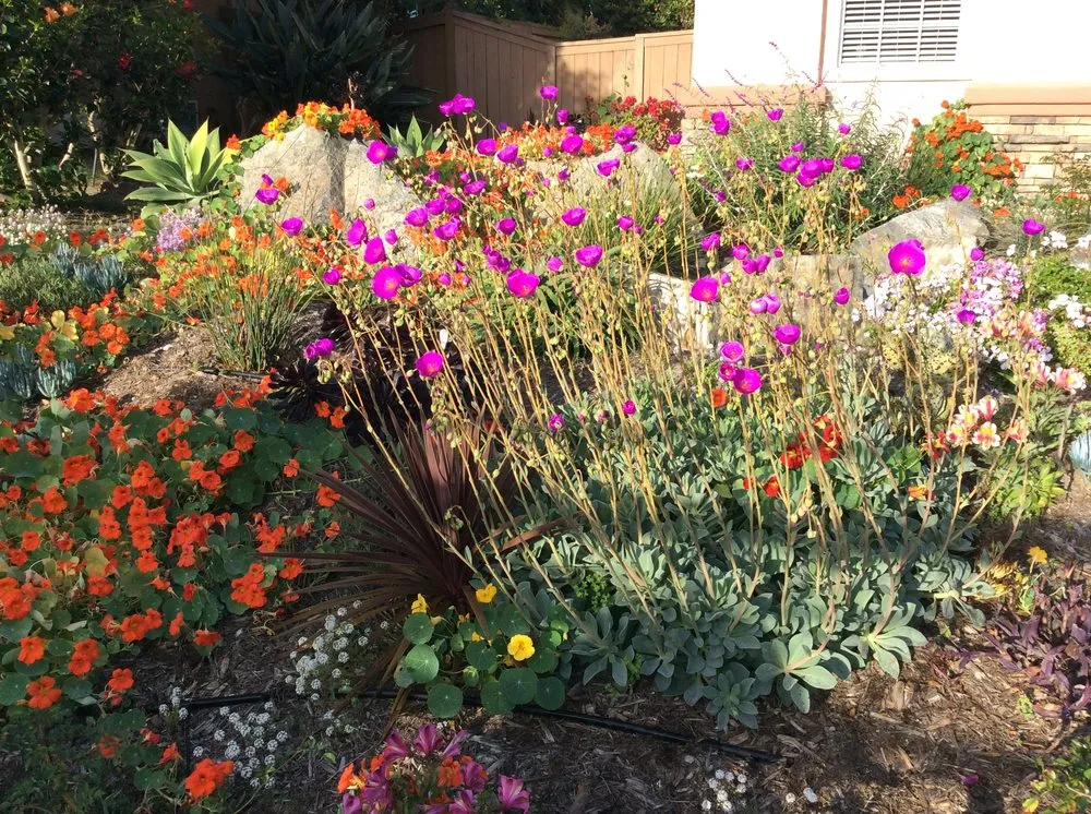Top-rated landscape design experts serving Oceanside, CA - North SD Gardens