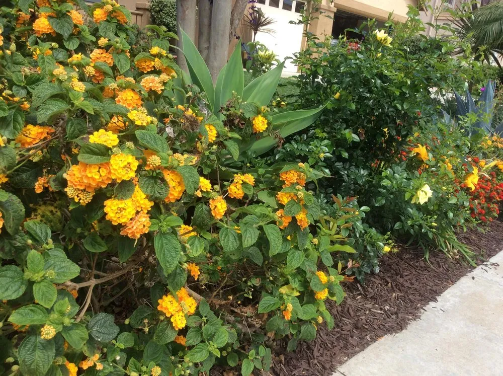 Local yard maintenance in Oceanside, CA - North SD Gardens