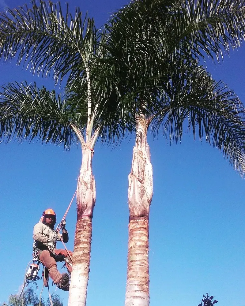 Reliable lawn care service in Oceanside, CA by North SD Gardens