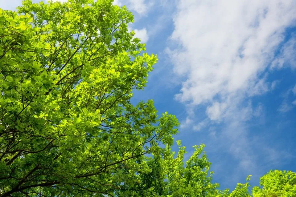 Top-rated landscaping services for residential properties in Port Jefferson, NY by North Shore Tree & Landscaping