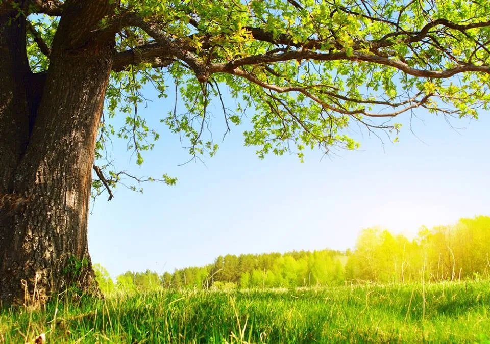 Expert yard maintenance for homes across Port Jefferson, NY - North Shore Tree & Landscaping