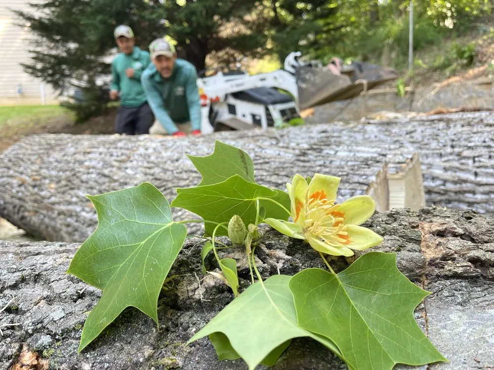 Professional yard maintenance in Johns Creek, GA by North Spring Gardening