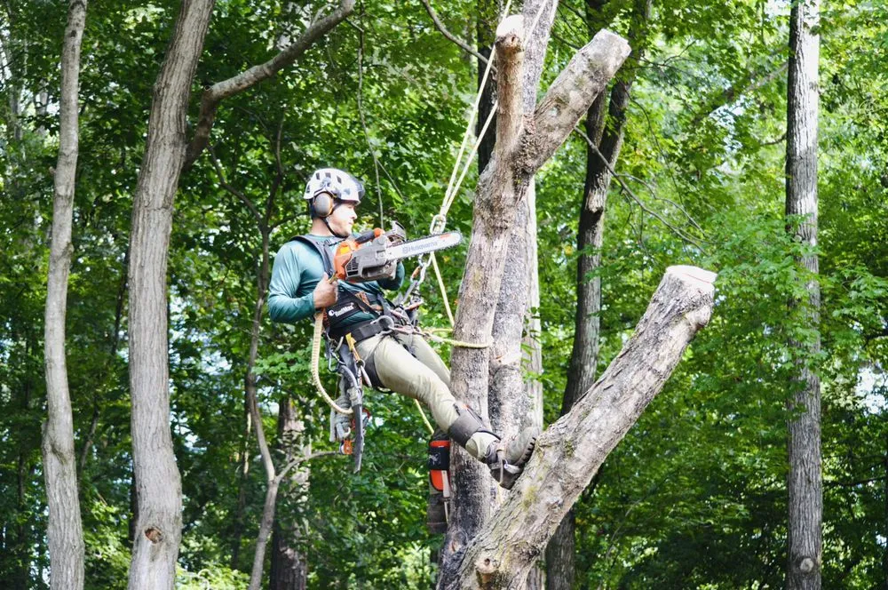 Affordable outdoor landscaping experts serving Johns Creek, GA - North Spring Gardening