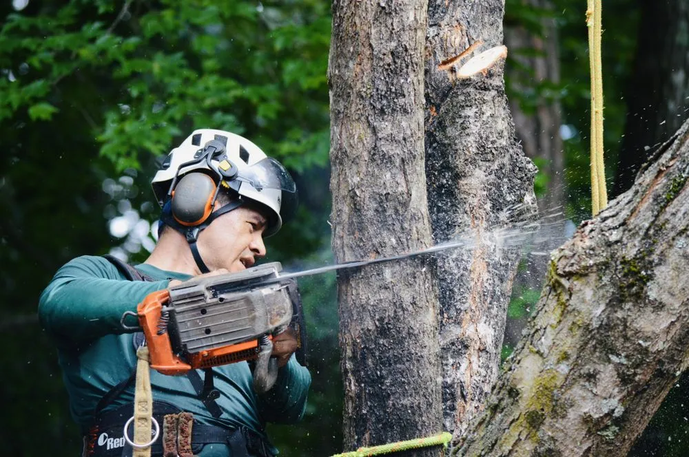 Reliable landscaping services in Johns Creek, GA - North Spring Gardening