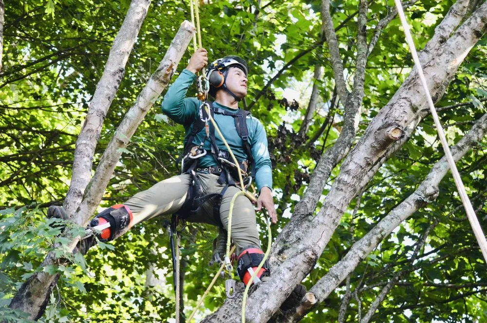 Trusted landscaping services in Johns Creek, GA - North Spring Gardening