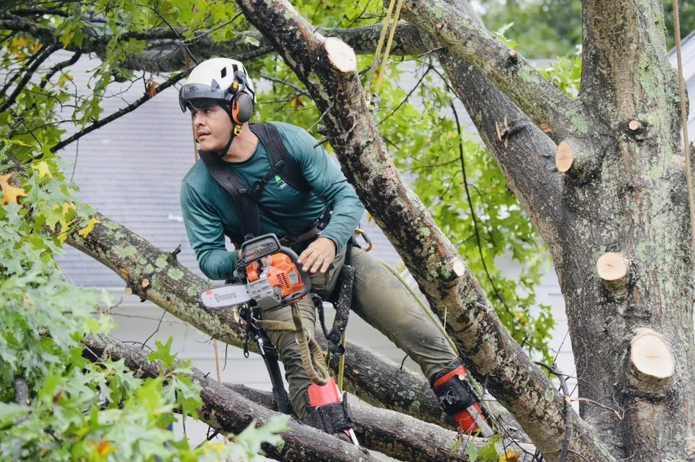 Top-rated lawn care service in Johns Creek, GA - North Spring Gardening