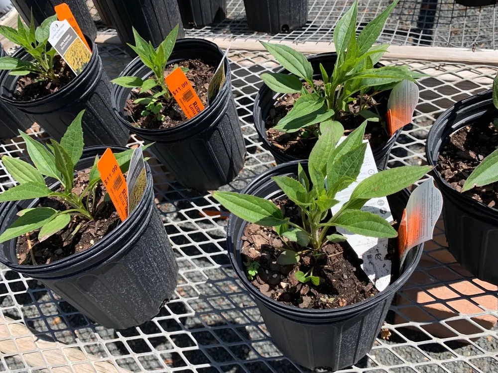 Trusted landscape design for beautiful yards across Hayward, WI - North Star Co Landscaping & Garden Center