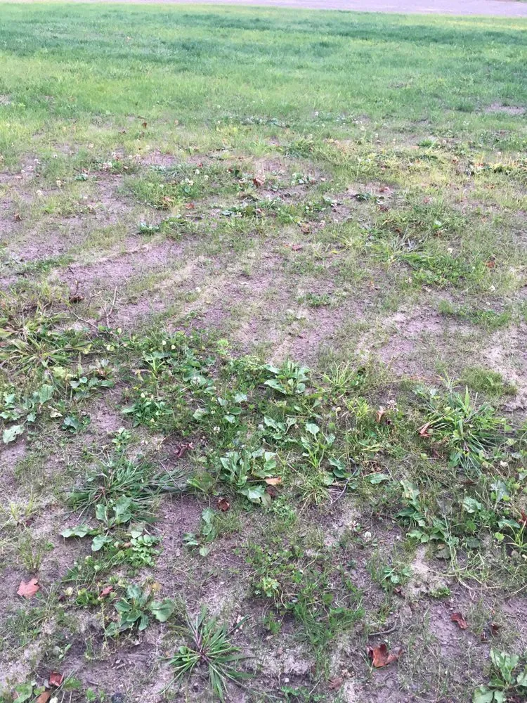 Professional yard cleanup service in Hayward, WI - North Star Co Landscaping & Garden Center