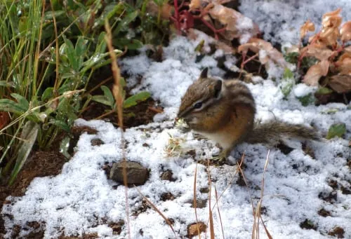 Expert yard cleanup service experts serving Cassopolis, MI - North Star Landscape Design & Installation