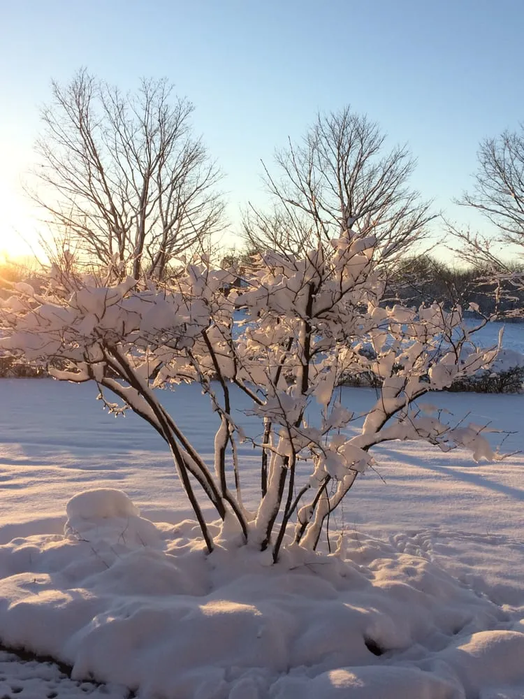 Local lawn mowing service in Cassopolis, MI by North Star Landscape Design & Installation