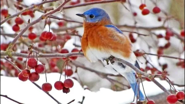 North Star Landscape Design & Installation