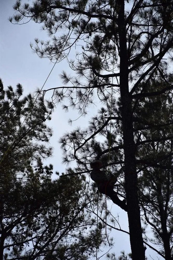 Top-rated yard cleanup service experts serving Lawrenceville, GA - North Star Tree Service