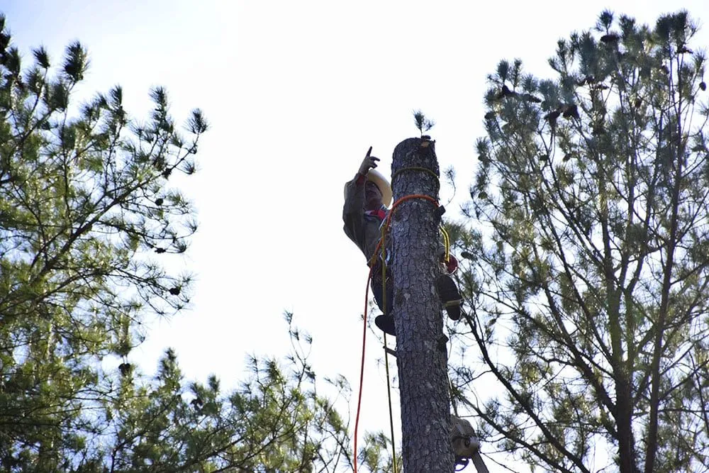 Affordable outdoor landscaping experts serving Lawrenceville, GA - North Star Tree Service