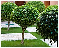 Custom yard maintenance for residential properties in Granbury, TX by North Texas Dirt Works