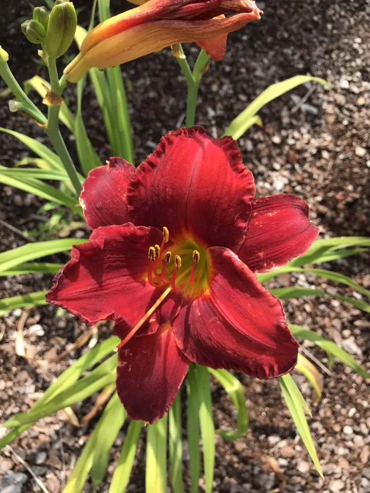 Custom landscape design experts serving Granbury, TX - North Texas Lawn LLC