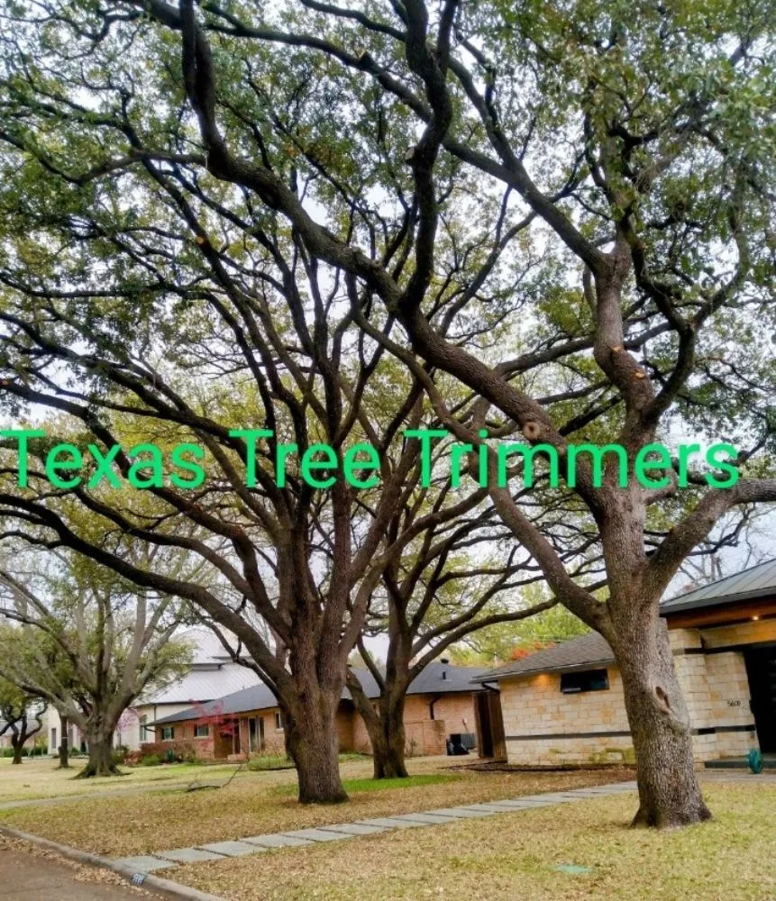 Trusted outdoor landscaping in Flower Mound, TX - North Texas Tree Services