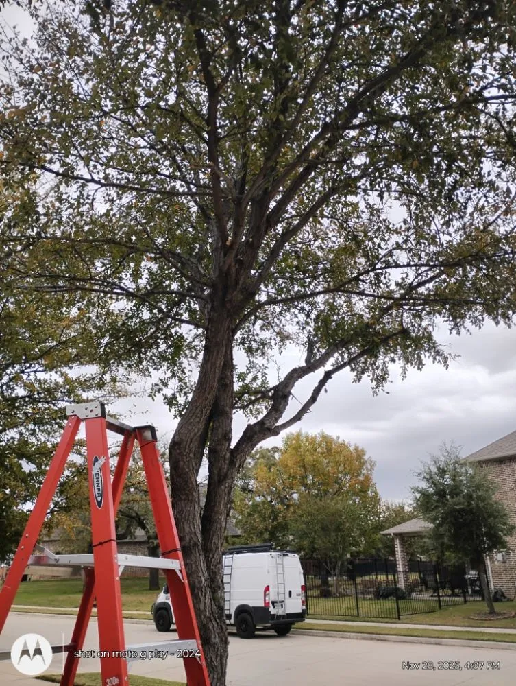 Expert yard cleanup service for homes in Flower Mound, TX by North Texas Tree Services