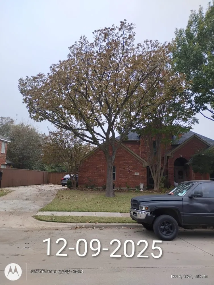 Top-rated yard maintenance for residential properties in Flower Mound, TX by North Texas Tree Services