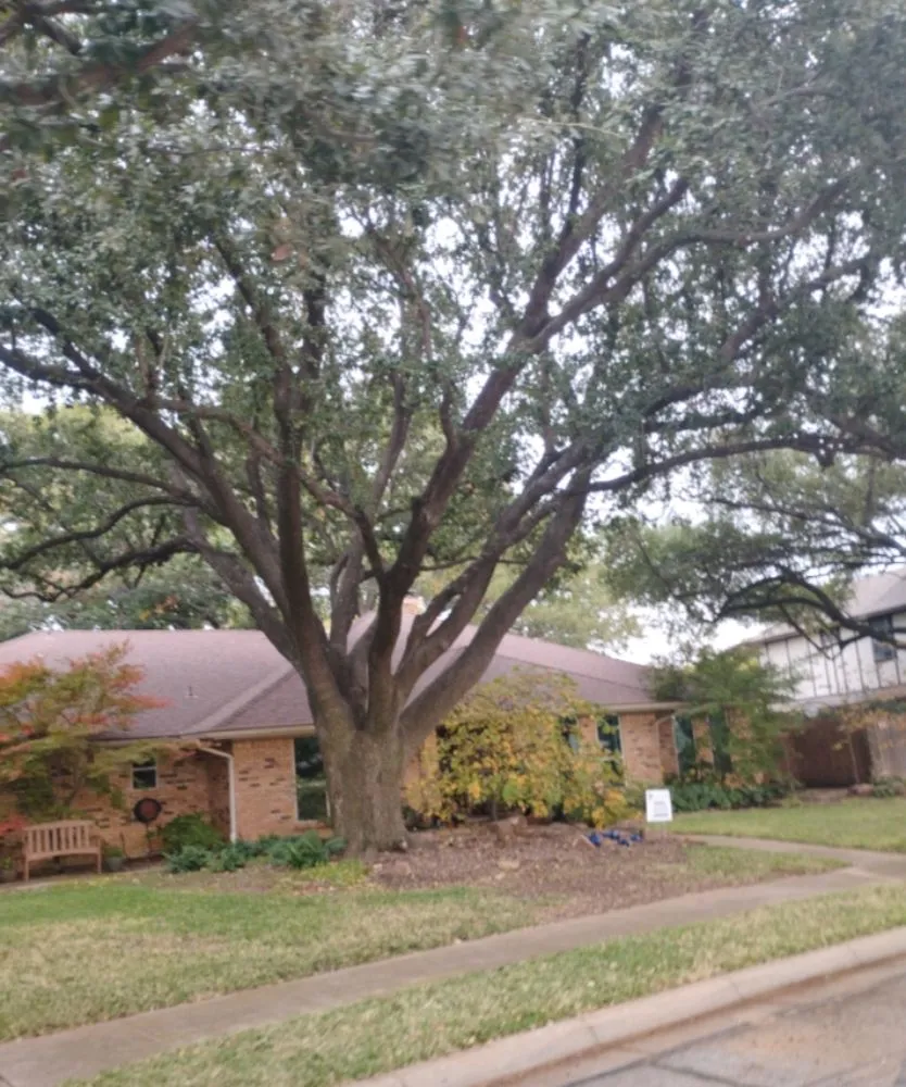 Local garden landscaping for outdoor upgrades in Flower Mound, TX by North Texas Tree Services